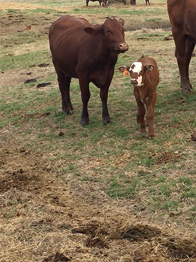 Heifers